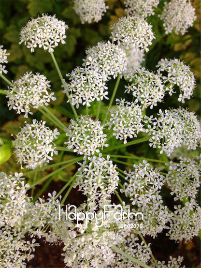 Angelica Sinensis Seeds - Dang Gui Medicinal Herb for DIY Home Garden Planting | Organic Flower Seeds