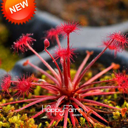 Peacock Sundew Seeds - Exotic Bonsai & Novelty Plants for DIY Home Garden