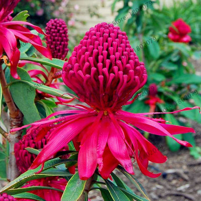 Rare Waratah (Telopea speciosissima) Seeds - Perennial Bonsai Flower for Home & Garden - New South Wales Native