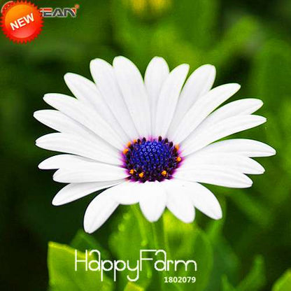 Blue Daisy Flower Seeds - White Osteospermum, for Home Garden Planting