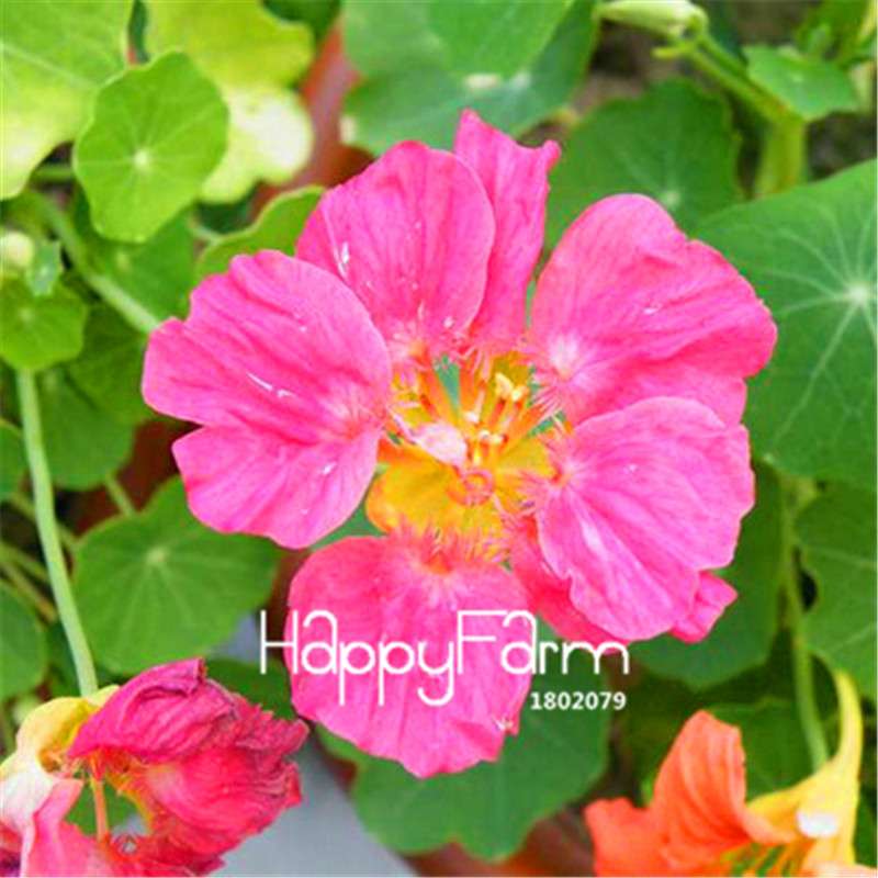 Rare Hanging Nasturtium Seeds - Vibrant Climbing Flowers for Garden & Containers