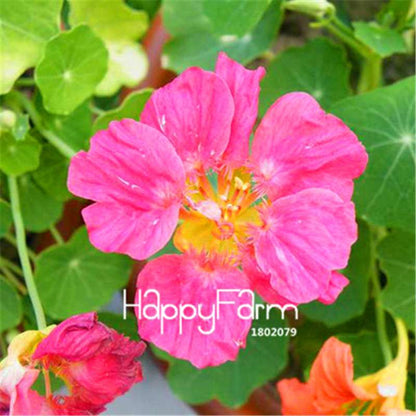 Rare Hanging Nasturtium Seeds - Vibrant Climbing Flowers for Garden & Containers