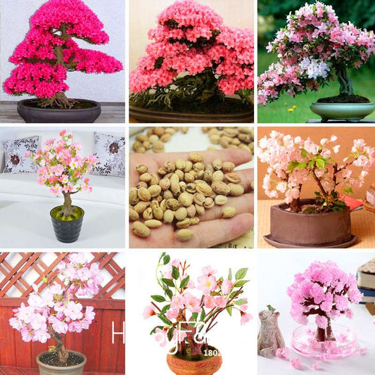 Japanese Sakura Seeds - 7 Varieties of Red & Pink Cherry Blossoms for Garden Planting | Fast Shipping