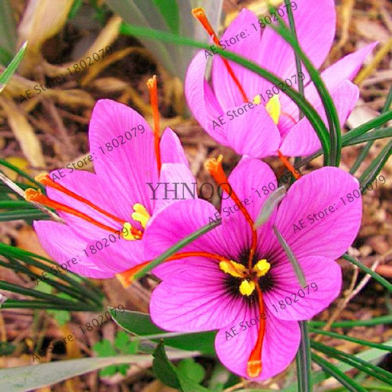 Premium Saffron Seeds - Grow Saffron Crocus Flowers for Home, Garden & Bonsai | Fast Shipping
