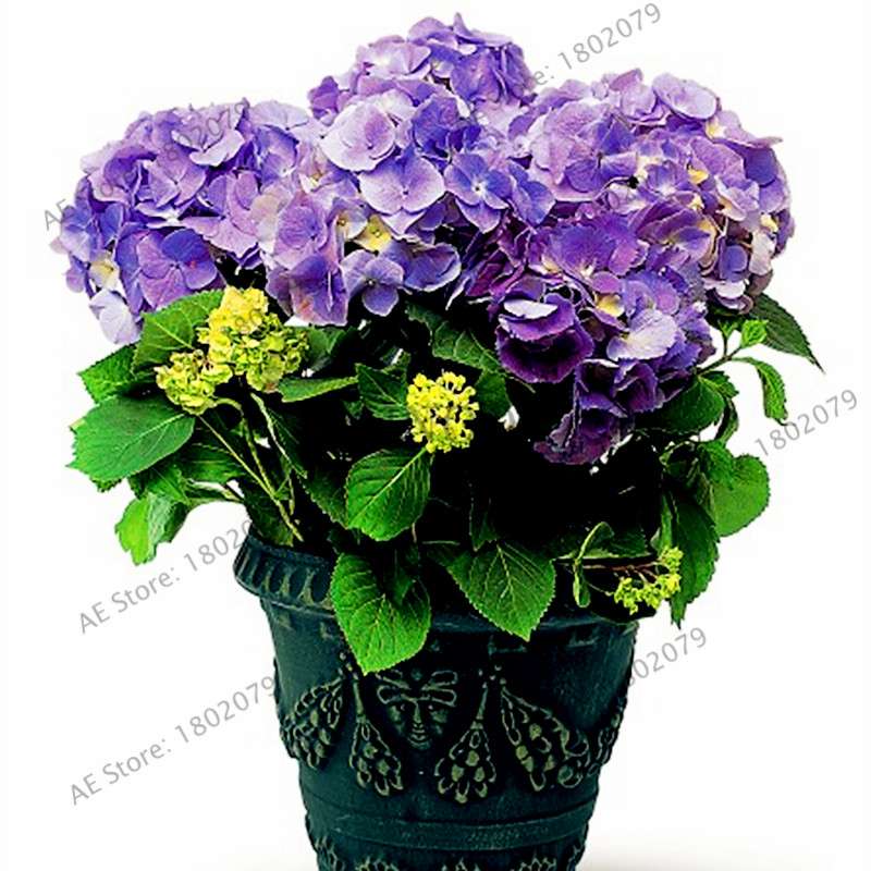 Hydrangea Bonsai Seeds - Perennial Wedding Flowers for Home & Garden - Easy to Grow