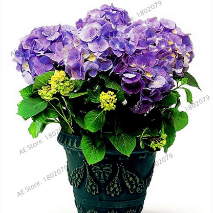 Hydrangea Bonsai Seeds - Perennial Wedding Flowers for Home & Garden - Easy to Grow