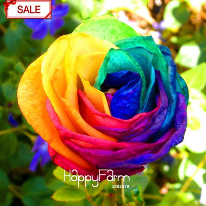 Rainbow Rose Seeds for Planting - DIY Colorful Garden Flowers, Grow Vibrant Roses at Home!