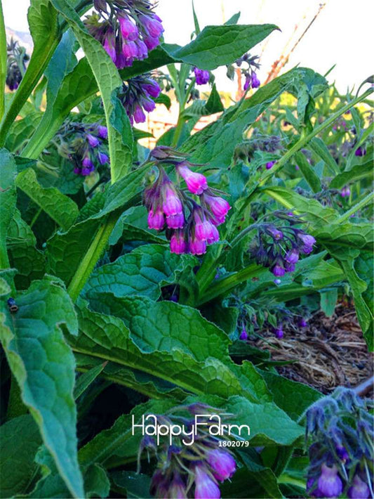 Organic Comfrey Seeds - Non-GMO, Heirloom, USDA Certified for Home Gardening - Grow Your Herbal Garden