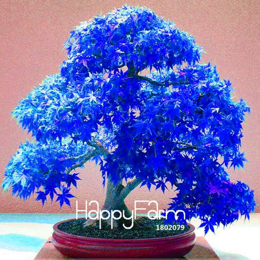 Rare Ghost Blue Maple Seeds - Japanese Bonsai Tree for Home & Garden