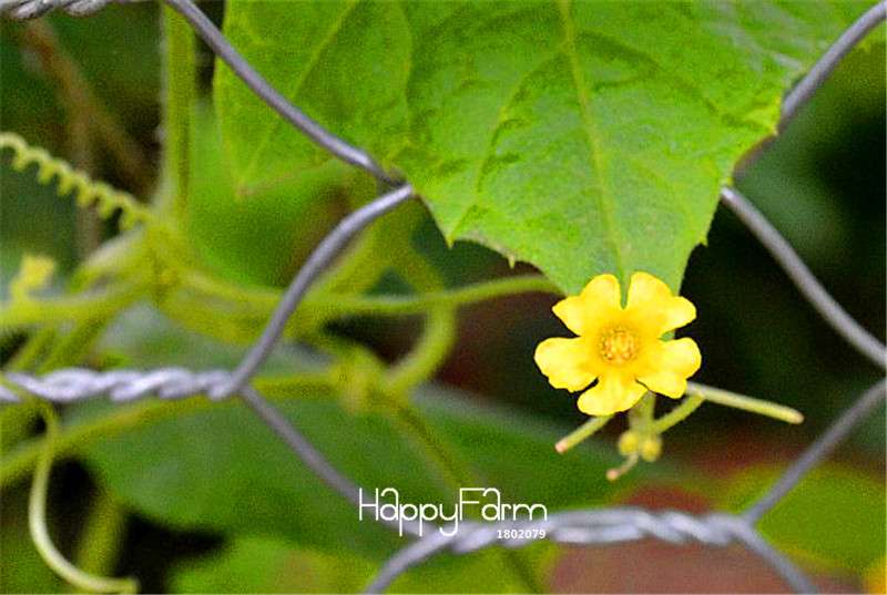 Buy Mouse Melon Seeds - Non-GMO, Heirloom, Crunchy & Tangy Fruit - Fun for Kids, Easy to Grow