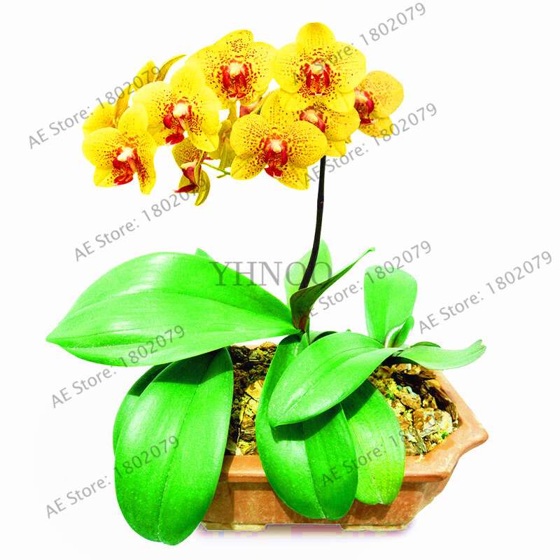 Rare Mixed Color Butterfly Orchid Seeds - Beautiful Bonsai Balcony Flowers for Garden Planting