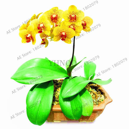 Rare Mixed Color Butterfly Orchid Seeds - Beautiful Bonsai Balcony Flowers for Garden Planting