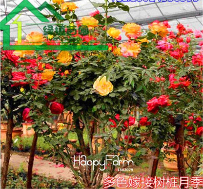 Rare Rosa Chinensis Seeds - Fresh Dendroidal Rose Tree Seeds for Planting, Exotic Flower Garden