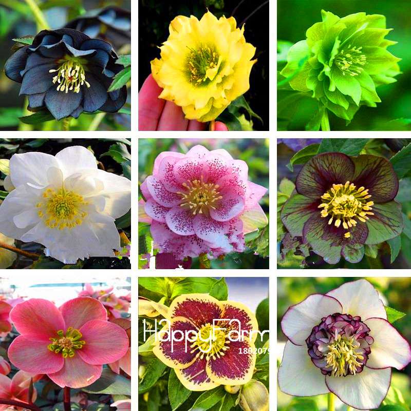 Helleborus Seeds for Bonsai - Grow Exotic Japanese Flowers at Home | DIY Garden Kit