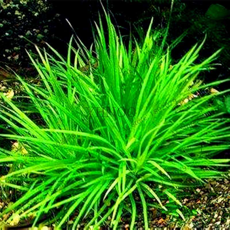 Mixed Aquarium Plants Seeds - Fish Tank Decor, Live Water Grass for Aquatic Plant Lovers