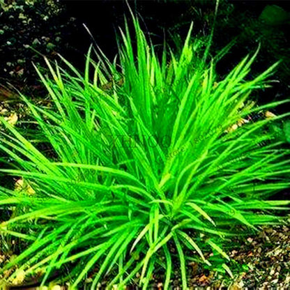 Mixed Aquarium Plants Seeds - Fish Tank Decor, Live Water Grass for Aquatic Plant Lovers