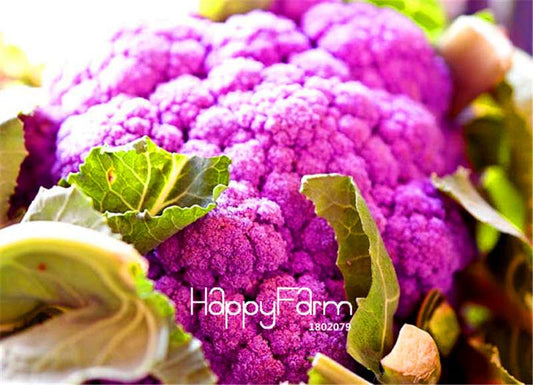 Organic Purple Cauliflower Seeds - Easy to Grow, Tasty & Nutritious for Home Garden - Non-GMO
