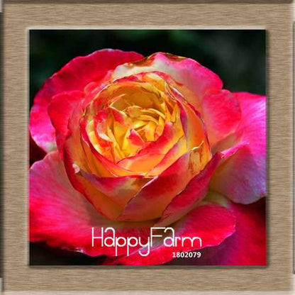 Rare White Red Edge Rose Seeds - for Balcony, Indoor & Garden Planting | Fresh Potted Flower Seeds