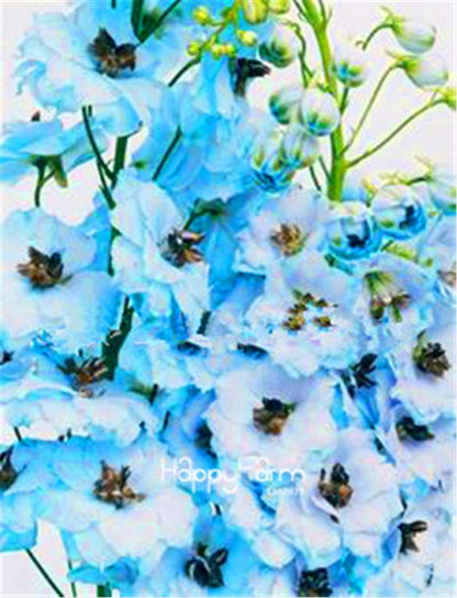 Rocket Larkspur Seeds - Easy-Grow Delphinium Flowers for Home Garden & DIY Potted Bonsai