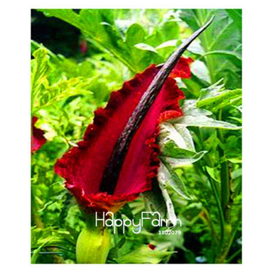 Giant Voodoo Lily Seeds - Exotic Potted Bonsai Plant for Garden & Courtyard | Fast US Shipping