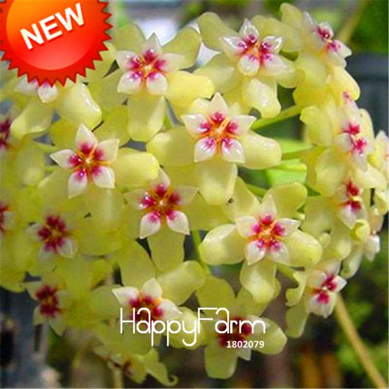 Rare Hoya Carnosa Orchid Seeds - Home Bonsai Flower Seeds for Planting