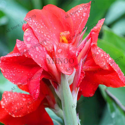 Mixed Color Canna Seeds for DIY Potted Plants | 95% Germination Rate | Indoor/Outdoor Gardening