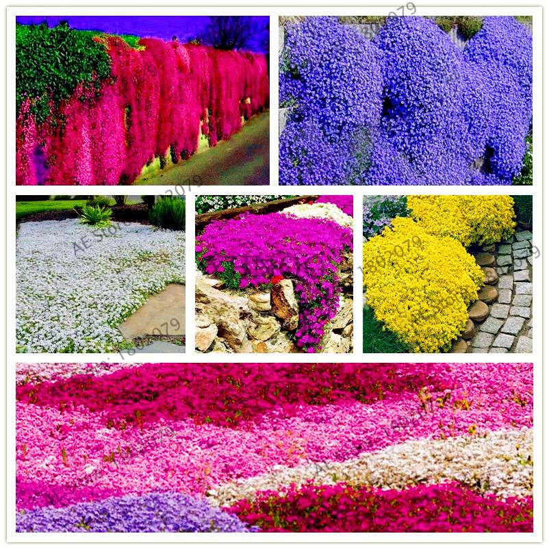 Rare Rock Cress & Creeping Thyme Seeds - Perennial Ground Cover Flowers for Home Garden | Fast-Growing Climbing Plants