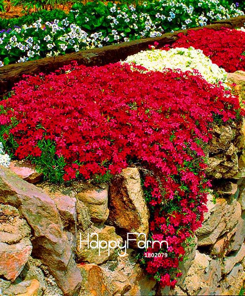 Red Rock Cress Seeds - Perennial Deer-Resistant Flowers for Garden | Fast Shipping