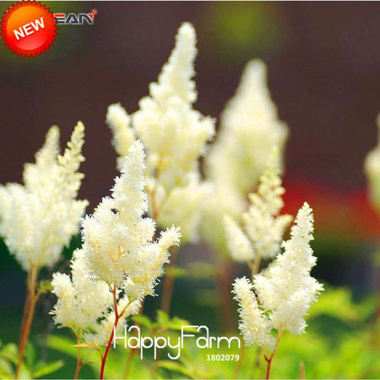 White Astilbe Seeds for Garden, Balcony & Patio - Fresh Potted Bonsai Flower Seeds - Bulk Lot