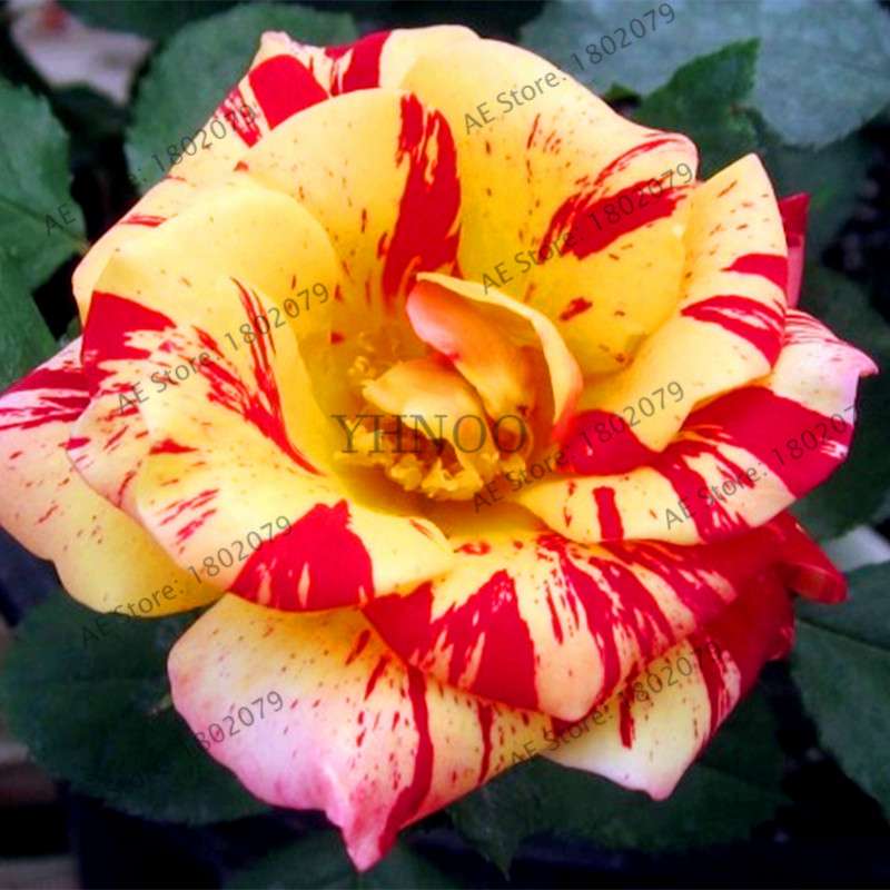 Rare Candy Stripe Rose Seeds - Mixed Color Bonsai Flower Seeds for Home Garden (Black, Blue)