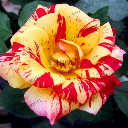 Rare Candy Stripe Rose Seeds - Mixed Color Bonsai Flower Seeds for Home Garden (Black, Blue)