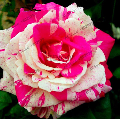 Rare Candy Stripe Rose Seeds - Mixed Color Bonsai Flower Seeds for Home Garden (Black, Blue)