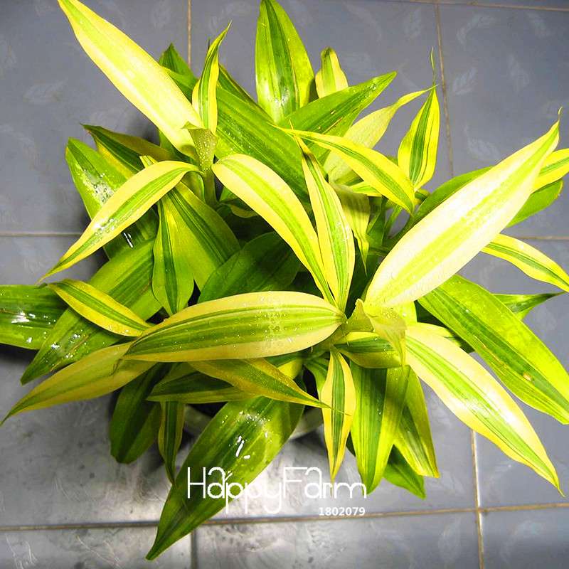 Phnom Penh Dracaena Seeds - Lucky Bamboo Plants for Home, Balcony & Air Purification | Fast-Growing, Low Maintenance