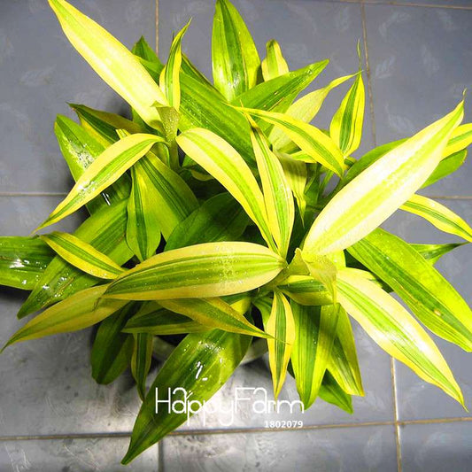 Phnom Penh Dracaena Seeds - Lucky Bamboo Plants for Home, Balcony & Air Purification | Fast-Growing, Low Maintenance