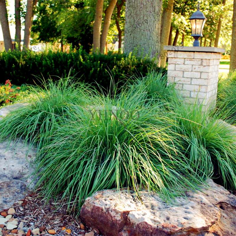 Blue Fescue Grass Seeds - Drought Tolerant, Perennial, DIY Home & Bonsai - Festuca Glauca