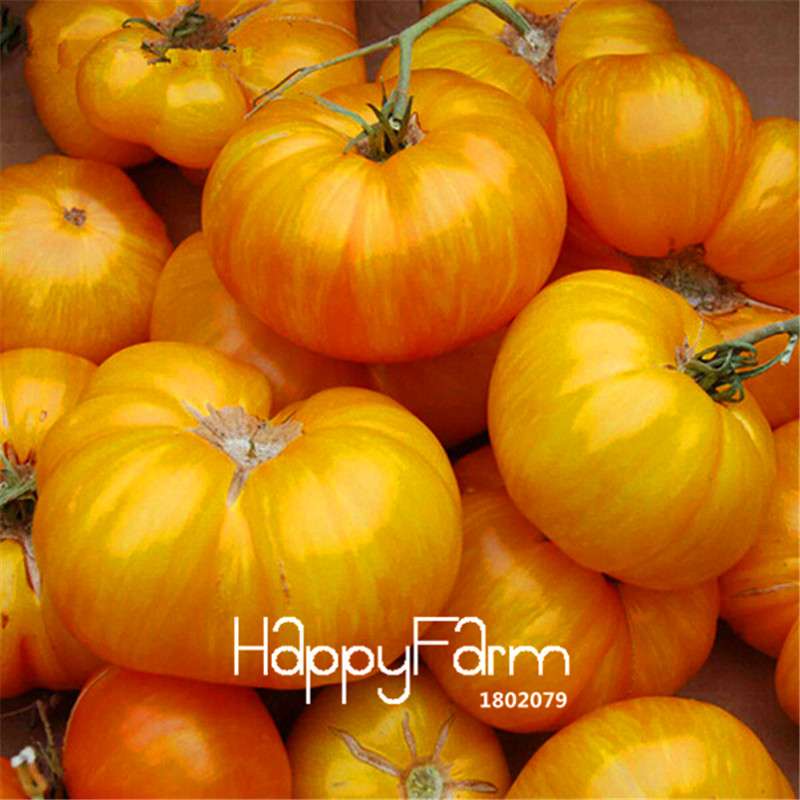 Rainbow Tomato Seeds - Organic Bonsai Veggie & Fruit Seeds for Home Garden, Non-GMO, Easy Grow