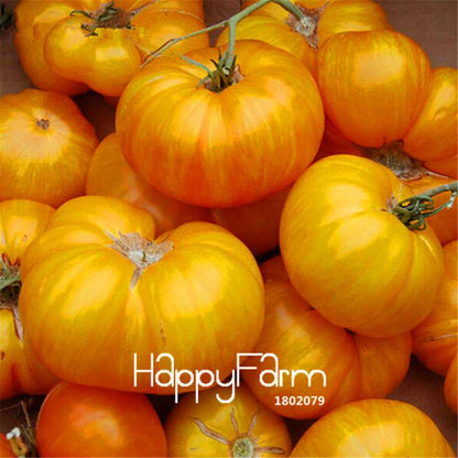 Rainbow Tomato Seeds - Organic Bonsai Veggie & Fruit Seeds for Home Garden, Non-GMO, Easy Grow