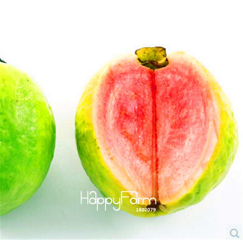Guava Seeds for Planting - Grow Fruit Trees in Pots, Balcony & Patio - Fresh Psidium Seeds for Home Garden