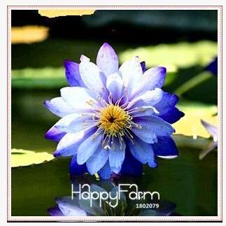 Affordable Water Lily Seeds for Bonsai & Balcony - Easy-Grow Potted Flowers