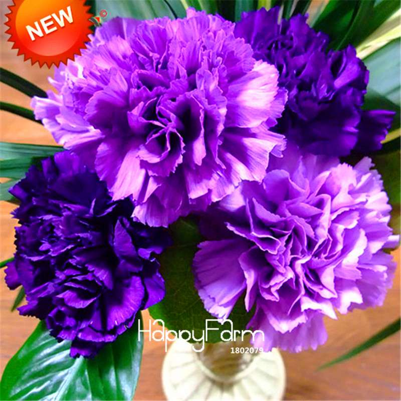 Black Carnation Flower Seeds - Rare Dianthus Bonsai Plants for Home Garden, Unique & Exotic Blooms