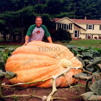 Giant Pumpkin Seeds for Planting - Jumbo US Variety, Home Garden Vegetable Seeds, Fast Growth