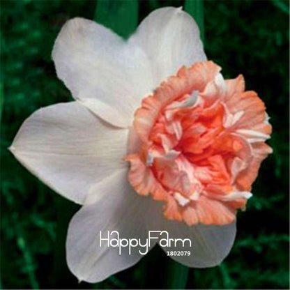 Narcissus Tazetta Seeds - Beautiful Daffodil Balcony Plants, Air-Purifying & Easy to Grow