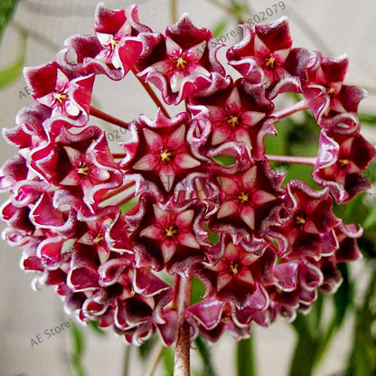 24 Color Hoya Carnosa Seeds - Rare Perennial Bonsai Plant for Home Garden