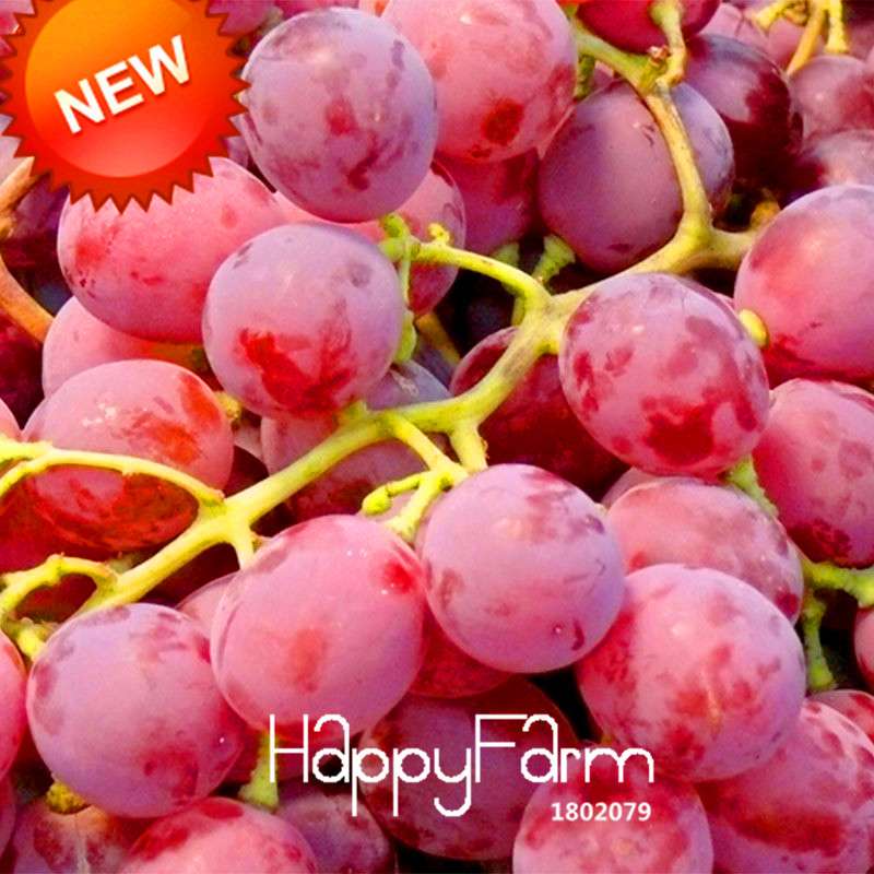 Sweet Red Grape Seeds - Natural Fruit Seeds for Home Gardening, High Yield Grape Plants
