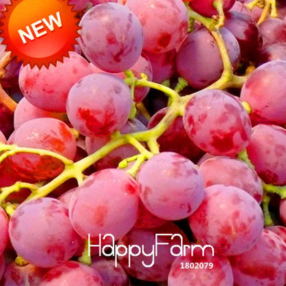 Sweet Red Grape Seeds - Natural Fruit Seeds for Home Gardening, High Yield Grape Plants