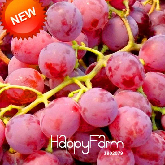 Sweet Red Grape Seeds - Natural Fruit Seeds for Home Gardening, High Yield Grape Plants