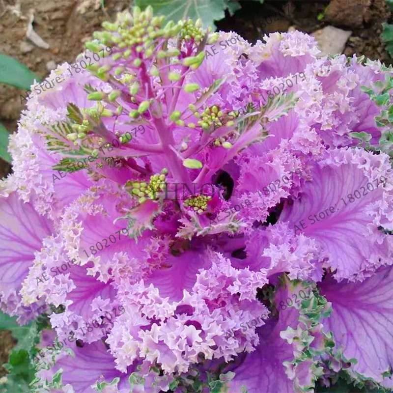 Organic Cabbage Flower Kale Seeds - Edible, Delicious & Ornamental Plants for Home Garden & Bonsai