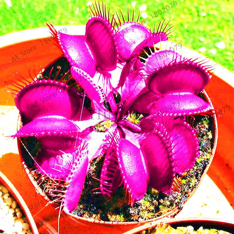 Flytrap Seeds - Carnivorous Dionaea Muscipula for Bonsai & Garden | Fast-Growing Potted Plant