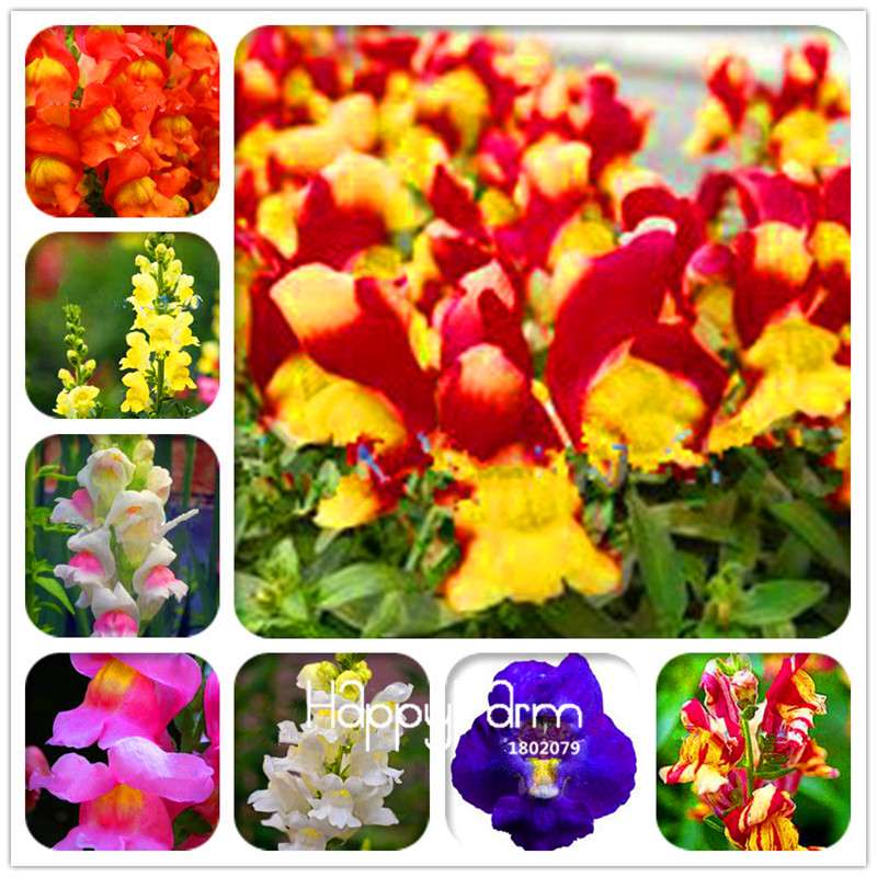 Rare Black Rose Snapdragon Seeds - Exotic Death Flower Plant for Garden