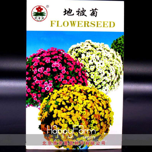 Perennial Root Ground-cover Chrysanthemum Flower Seeds, Original, Easy to Grow